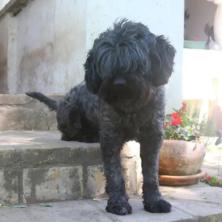 Gyulavezér Lovasbirodalma Vendégháza Gyulakeszi