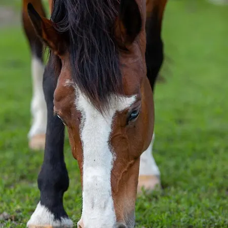 Gyulavezér Lovasbirodalma Vendégháza Affittacamere Gyulakeszi