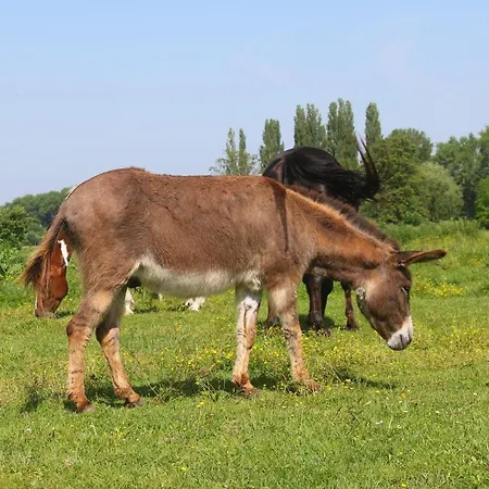 Gyulavezér Lovasbirodalma Vendégháza 3*