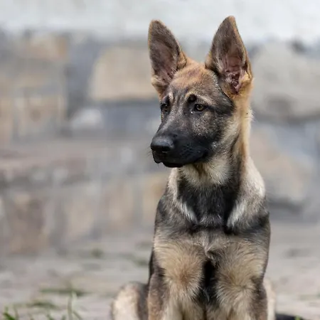 Gyulavezér Lovasbirodalma Vendégháza Affittacamere Gyulakeszi