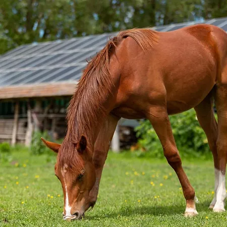 Gyulavezér Lovasbirodalma Vendégháza Affittacamere 3*
